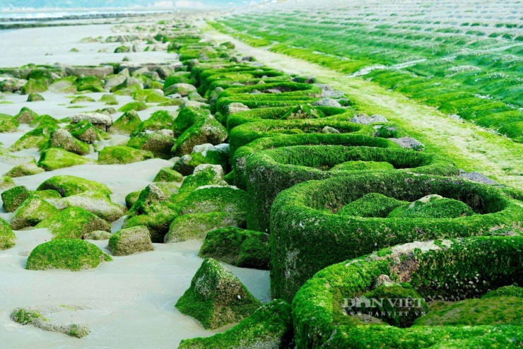 Rêu hình thành trên bề mặt đá và kè biển luôn ẩm, do tảo phát triển và lộ rõ khi thủy triều rút.