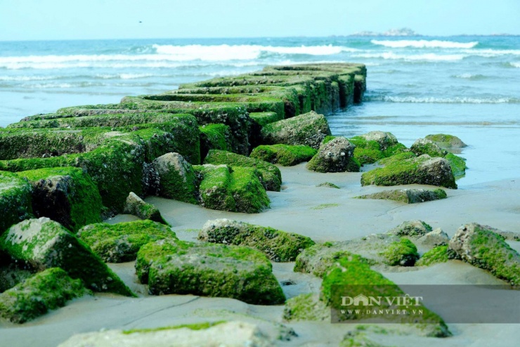 Dải tảo xanh mướt trở thành điểm nhấn độc đáo, góp phần làm nên sức hút cho khu du lịch Thiên Cầm.