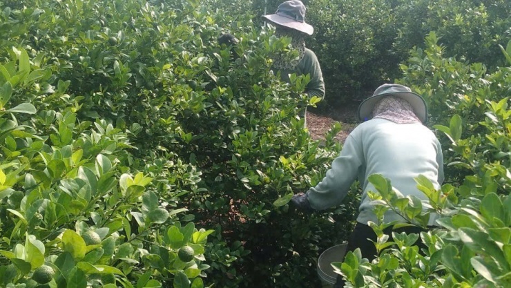 Cây chanh tại tỉnh Đồng Tháp lên ngôi sau thời gian rớt giá thê thảm