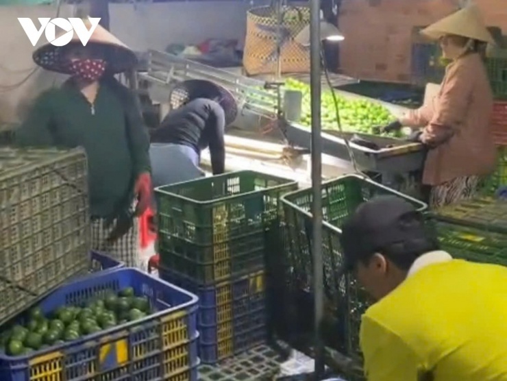 Các cơ sở thu mua trái chanh hoạt động cả ban đêm