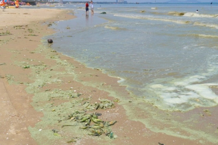 Hình ảnh biển Bãi Sau Vũng Tàu chuyển màu "xanh như matcha", du khách lo ngại