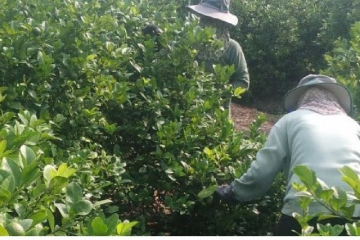 Đồng Tháp: Trái chanh giá đạt kỷ lục, nhà vườn lãi to