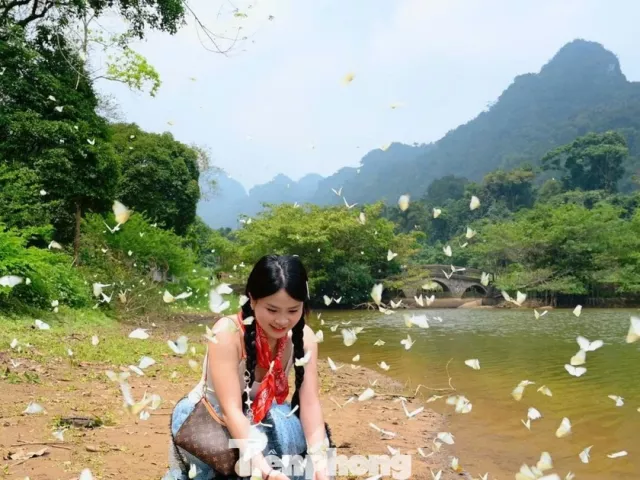 Đặc biệt mùa bướm Cúc Phương