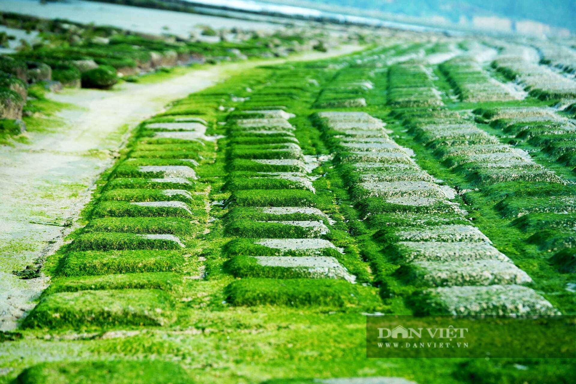 Rêu hình thành khi bề mặt đá và kè bê tông thường xuyên bị nước biển phủ, duy trì độ ẩm ổn định; dưới tác động của ánh nắng và môi trường, tảo phát triển, bám dày theo thời gian, tạo nên lớp rêu xanh mướt khi thủy triều rút.