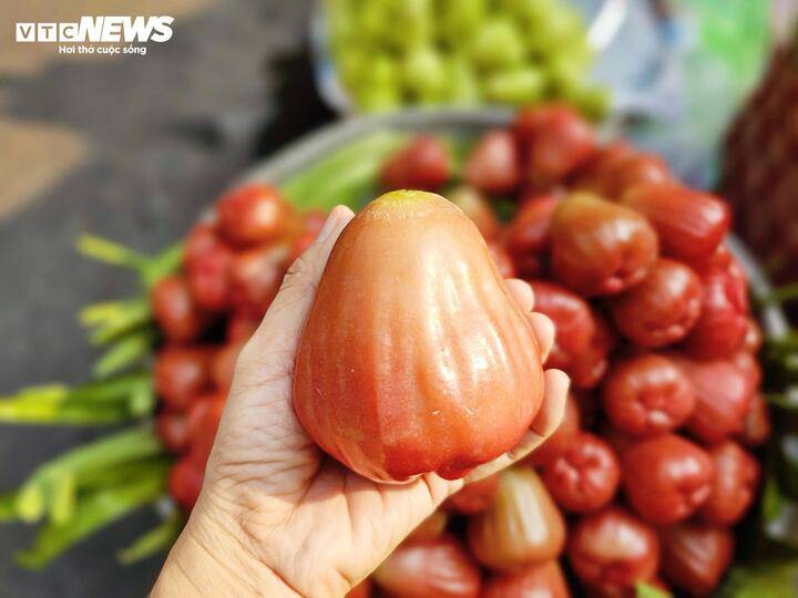 Mận MST thường có kích thước lớn, trung bình 4-5 trái/kg.