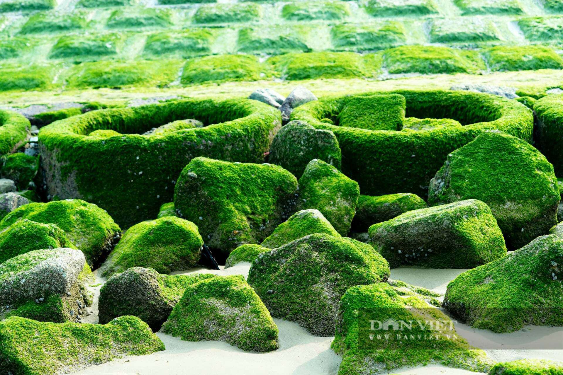 Rêu hình thành khi bề mặt đá và kè bê tông thường xuyên bị nước biển phủ, duy trì độ ẩm ổn định; dưới tác động của ánh nắng và môi trường, tảo phát triển, bám dày theo thời gian, tạo nên lớp rêu xanh mướt khi thủy triều rút.