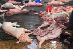 “Đại án” 300 tấn thịt lợn bệnh: Góc nhìn pháp lý và cảnh báo từ chuyên gia