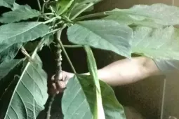 Hái rau rừng về nấu ăn, 3 người trong một nhà ngộ độc nặng