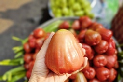 3-4 trái mận hồng giá 200.000 đồng, khách vẫn xuống tiền mua