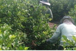 Đồng Tháp: Trái chanh giá đạt kỷ lục, nhà vườn lãi to