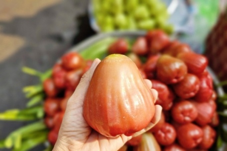 3-4 trái mận hồng giá 200.000 đồng, khách vẫn xuống tiền mua