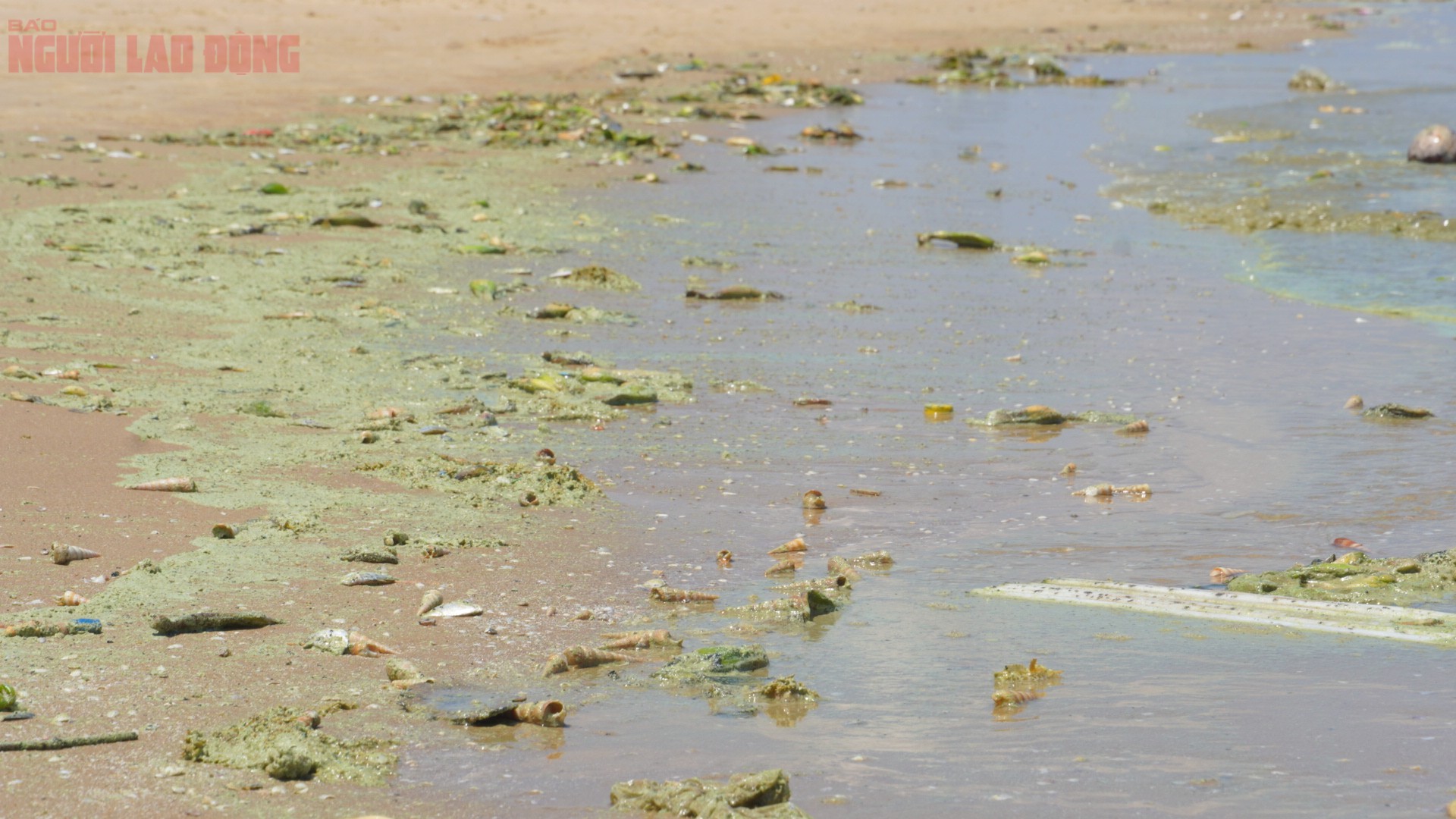 Trưa 4-4, khu vực Bãi Sau, phường Vũng Tàu (TPHCM) xuất hiện hiện tượng nước biển đổi màu bất thường sang "xanh như matcha", khiến nhiều người dân và du khách không khỏi lo lắng.