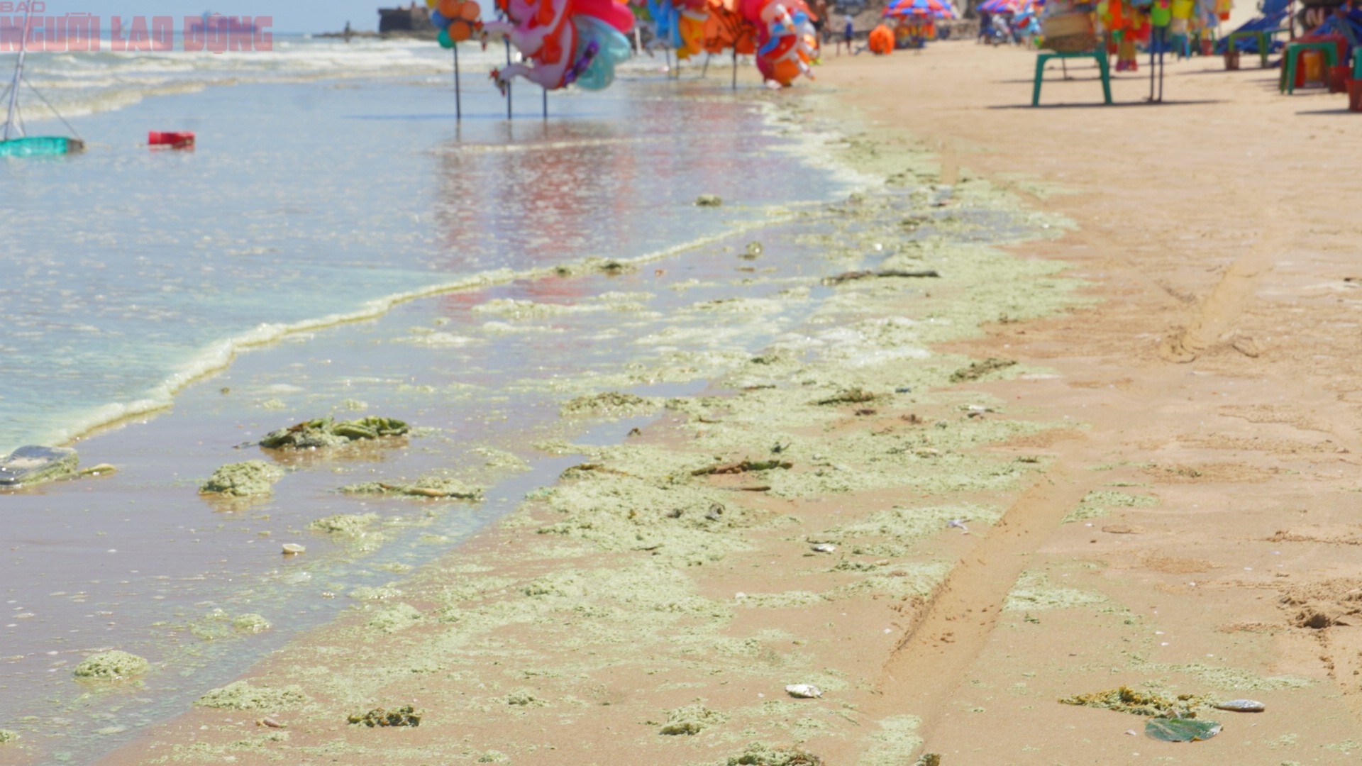 Trước đó, tình trạng nước biển chuyển sang màu "xanh như matcha" từng xuất hiện trước đây tại khu vực này, sau đó được lấy mẫu và kết luận do tảo Noctiluca scintillans. Tuy nhiên, mỗi lần tái diễn vẫn khiến không ít người lo lắng, đặc biệt trong bối cảnh du lịch biển đang vào mùa cao điểm.