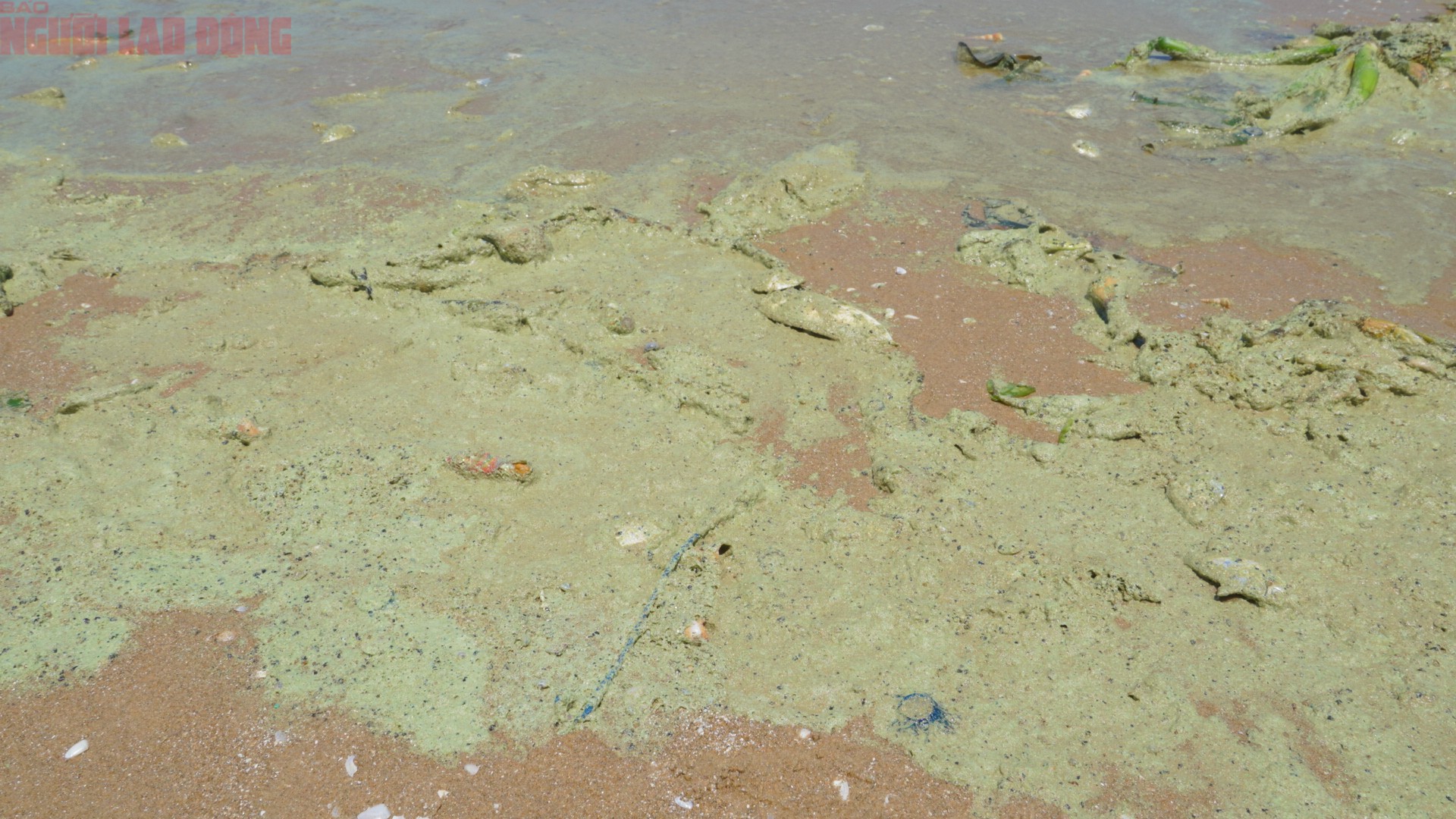 Ghi nhận tại hiện trường, dọc toàn bộ bãi biển Bãi Sau, nước biển có sự thay đổi màu sắc rõ rệt. Nếu phía xa bờ vẫn giữ màu xanh quen thuộc thì khu vực gần bờ lại chuyển sang màu xanh, tạo cảm giác bất thường.