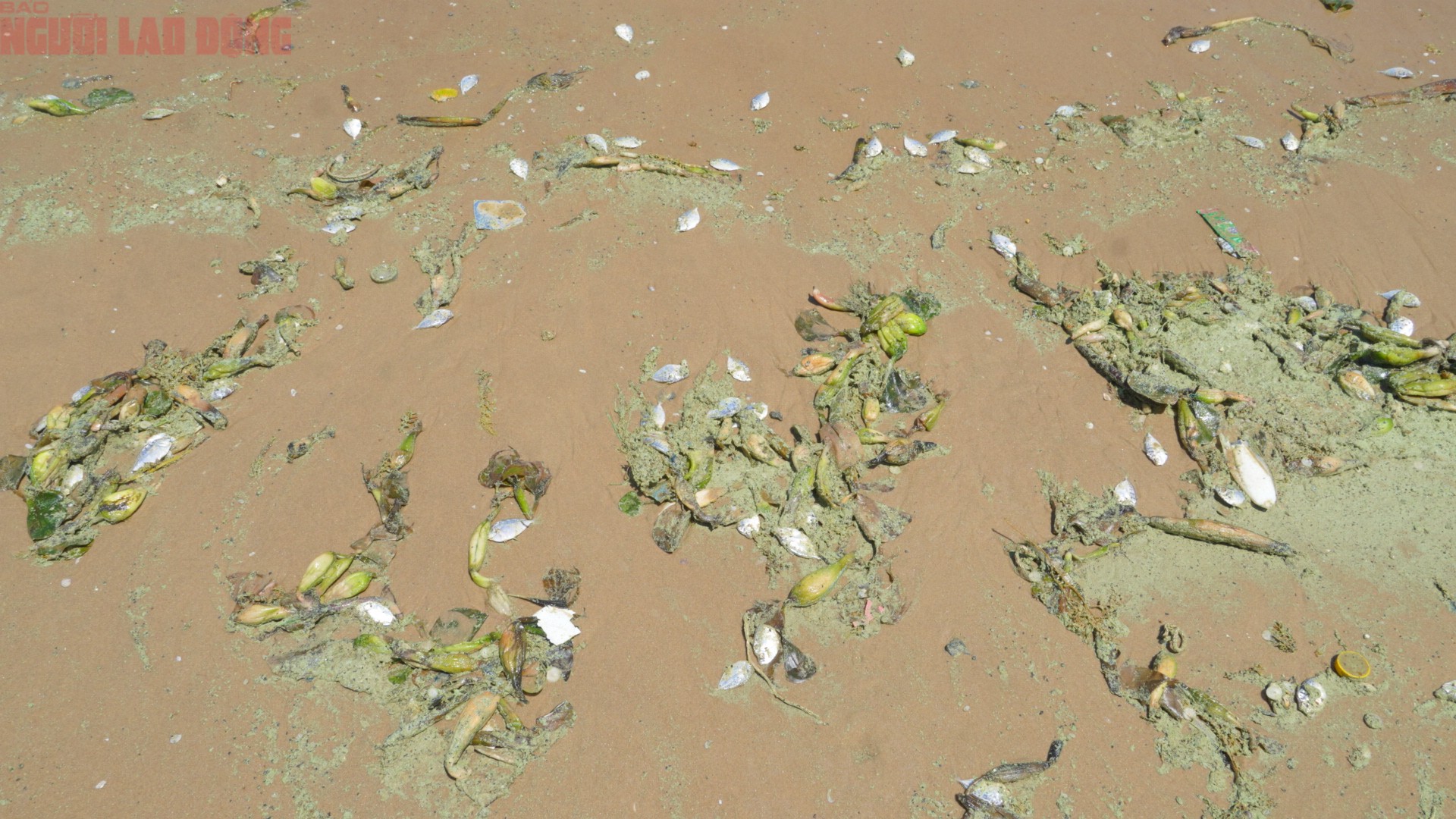 Đáng chú ý, trong các đợt sóng có màu xanh bất thường còn xuất hiện nhiều cá nhỏ trôi dạt vào bờ, làm dấy lên lo ngại về chất lượng môi trường nước.