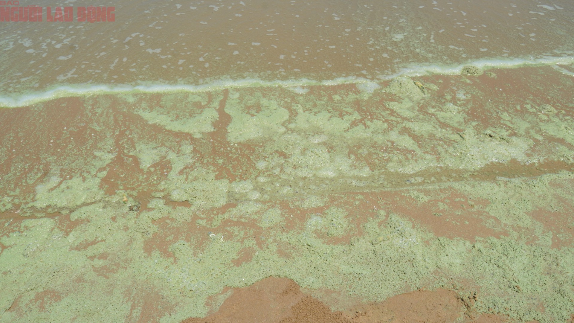 "Hiện tượng xuất hiện từ sáng nay, thường chỉ kéo dài 1-2 ngày rồi hết. Đến chiều nước sẽ trong hơn, ngày mai có thể trở lại bình thường" - người này nói, đồng thời cho biết vẫn giải thích để trấn an du khách và thu gom lại rác kèm những tảng màu xanh dạt vào bờ.