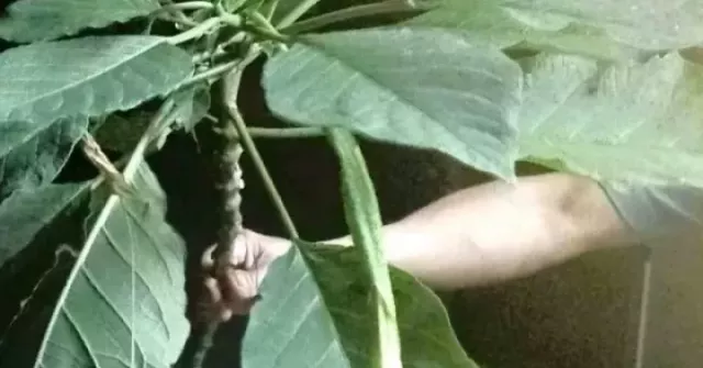 Hái rau rừng về nấu ăn, 3 người trong một nhà ngộ độc nặng