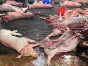 “Đại án” 300 tấn thịt lợn bệnh: Góc nhìn pháp lý và cảnh báo từ chuyên gia