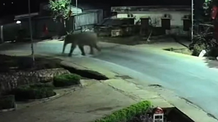 Camera an ninh ghi lại hình ảnh voi rừng xuất hiện tại xã Huổi Một. Ảnh: HMTV