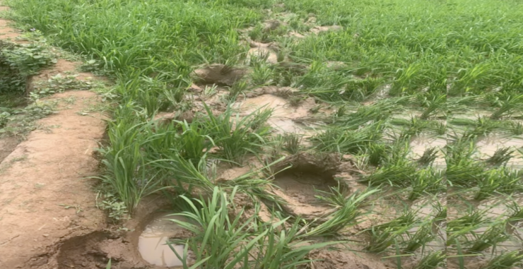  Voi rừng phá hoại hoa màu tại  Bản Kéo. Ảnh: HMTV  