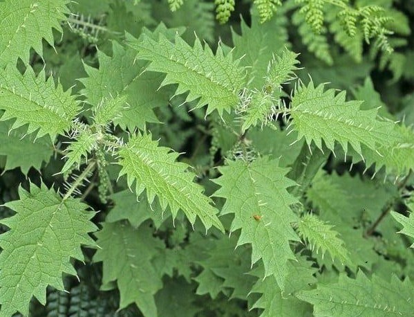 Cây tầm ma bị nhiều người coi là cây dại thực tế lại là một kho báu dược liệu đã được sử dụng từ xa xưa. (Ảnh minh họa)