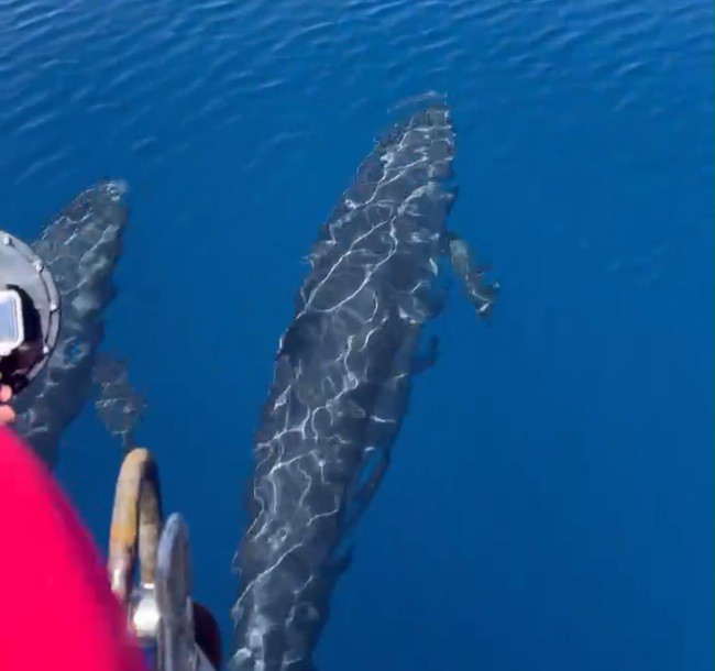 Hai con cá voi to lớn cập sát ca nô của người dân