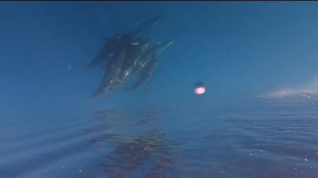 Khoảnh khắc hiếm gặp khi đàn cá voi xuất hiện dày đặc gần bờ Phú Quý