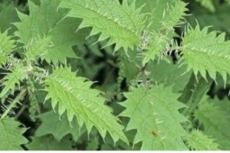 Cây thuốc quý bổ ngang nhân sâm tổ yến, không trồng vẫn mọc đầy vườn