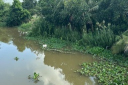 Tây Ninh ra thông báo khẩn việc cá sấu xuất hiện ở ấp Cá Tôm