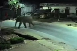 Voi rừng phá rào thép vào trường học, thầy cô dặn học sinh ở yên trong phòng