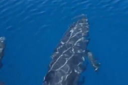Đàn cá voi cả trăm con tung mình giữa biển Phú Quý