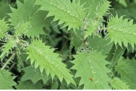 Cây thuốc quý bổ ngang nhân sâm tổ yến, không trồng vẫn mọc đầy vườn