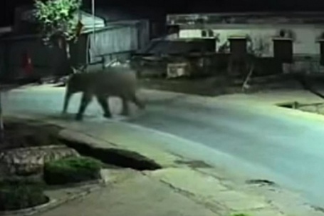 Voi rừng phá rào thép vào trường học, thầy cô dặn học sinh ở yên trong phòng