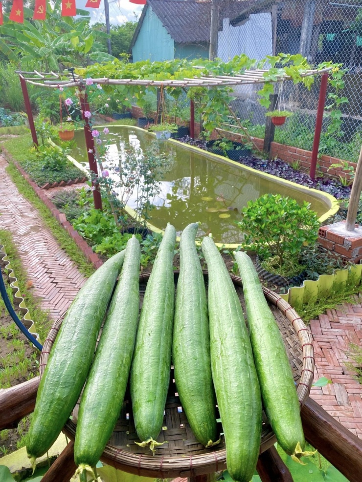 Chàng trai Vĩnh Long chi hơn 100 triệu biến đất hoang thành khu vườn 4 mùa xanh mát - 4