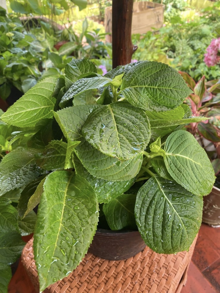 Chàng trai Vĩnh Long chi hơn 100 triệu biến đất hoang thành khu vườn 4 mùa xanh mát - 8