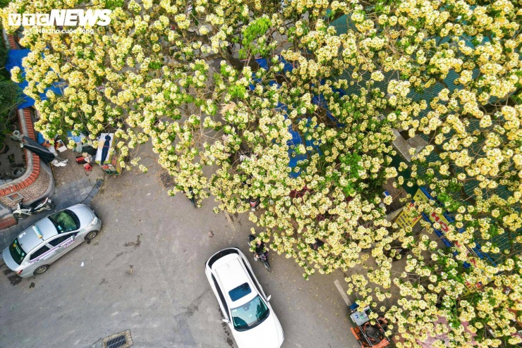 Cây hoa bún này có tuổi đời hơn 300 năm, được người dân địa phương xem như một phần ký ức của làng. Qua nhiều thế hệ, cây không chỉ đơn thuần là bóng mát mà còn gắn với đời sống sinh hoạt, văn hóa của cộng đồng xung quanh.