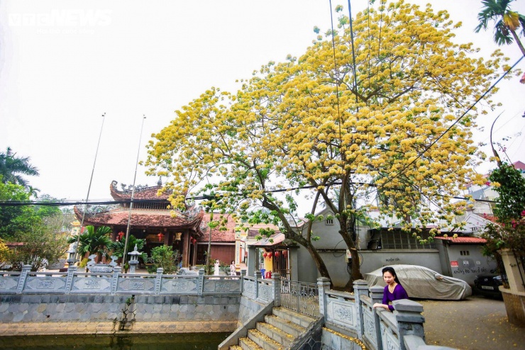 Không chỉ tại Đình Thôn, những ngày này, hoa bún cũng nở ở nhiều khu vực khác của Hà Nội.