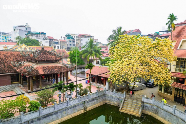 Sắc trắng - vàng xen kẽ nổi bật giữa không gian tĩnh lặng, tạo nên khung cảnh hài hòa giữa thiên nhiên và kiến trúc cổ.