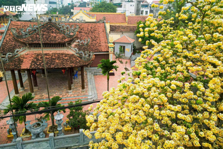 Cây bún tại đây có tán rộng, thân gỗ lớn, cao khoảng 20m, cành phân nhánh mạnh. Phần vỏ thân màu xám nâu, bề mặt sần sùi theo thời gian, càng làm nổi bật những chùm hoa mềm mại buông xuống.