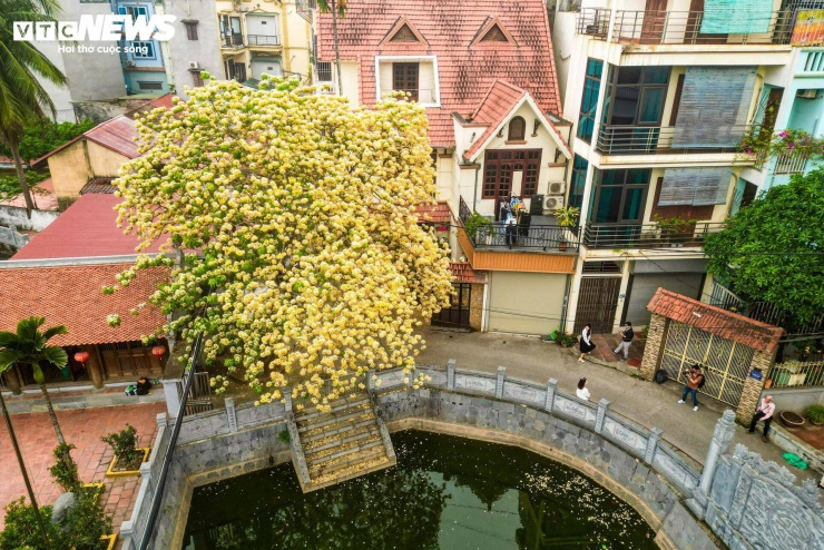 Do thời gian nở hoa ngắn, nhiều người tranh thủ tìm đến các điểm có cây bún để ghi lại hình ảnh. Chị Mai Phương (29 tuổi, ở Cầu Giấy) cho biết đã sắp xếp thời gian đến chùa Hà Trì từ sớm để kịp ghi lại những khoảnh khắc đẹp nhất của mùa hoa. “Tôi xem hình trên mạng thấy hoa nở đẹp nên tranh thủ qua chụp. Hoa không nở lâu nên nếu không đi sớm sẽ dễ lỡ mất thời điểm đẹp nhất”, chị Phương nói.