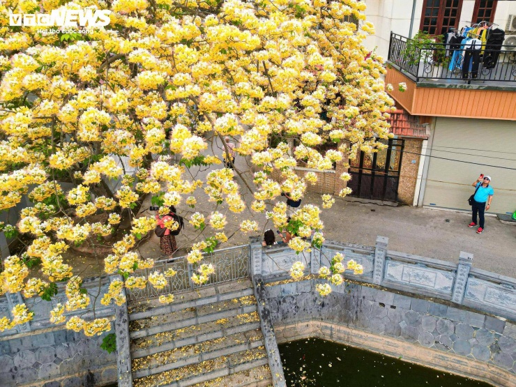 Tại chùa Hà Trì (Hà Đông), một cây bún lớn trước cổng chùa, cạnh hồ bán nguyệt, đang vào thời điểm đẹp nhất.