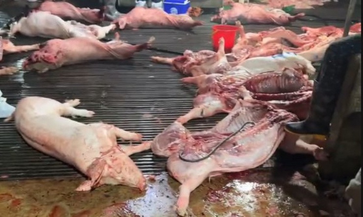 Tang vật của vụ án. Ảnh: CACC