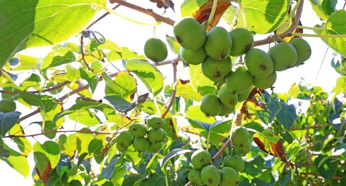 Quả Sarunashi phát huy tác dụng đặc biệt đối với bệnh ung thư - Ảnh: SCITECH DAILY