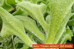 Tin tức sức khỏe - Loại rau “tanh nồng” bị nhiều người ngó lơ nhưng dưỡng phổi, giảm ho cực tốt, “bổ tựa nhân sâm”