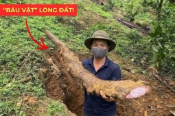 Tin tức sức khỏe - Việt Nam có một “báu vật dưới lòng đất” dài cả mét, tuy xấu xí nhưng siêu bổ dưỡng cho bàng quang!