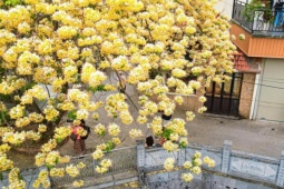 Hoa bún bung nở, phủ vàng góc trời Hà Nội