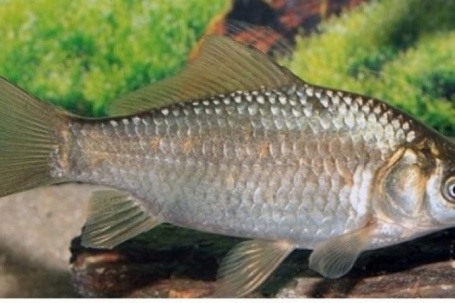 Loại cá được Đông y xem như “đại bổ” bán đầy chợ quê, giá chỉ 30.000 đồng/kg