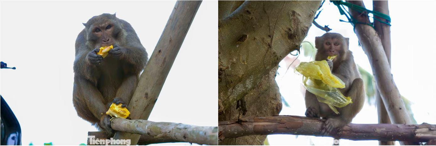 Đàn khỉ giành giật thức ăn và ăn tất cả những gì nhặt được.