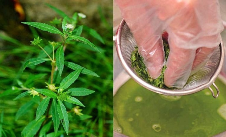 Cỏ mực tốt lá gan nhờ khả năng bảo vệ tế bào gan trước các tác nhân gây hại từ rượu bia và thực phẩm bẩn. (Ảnh minh họa).