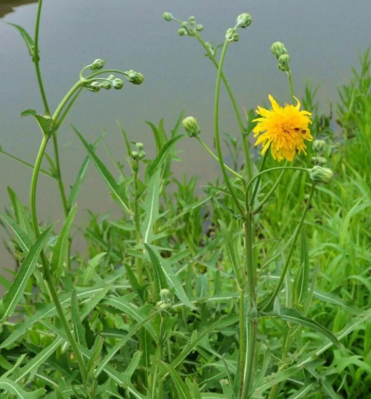 Loại rau cúc sữa khi trưởng thành